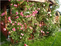 0fab03c5-Picture 353.jpg